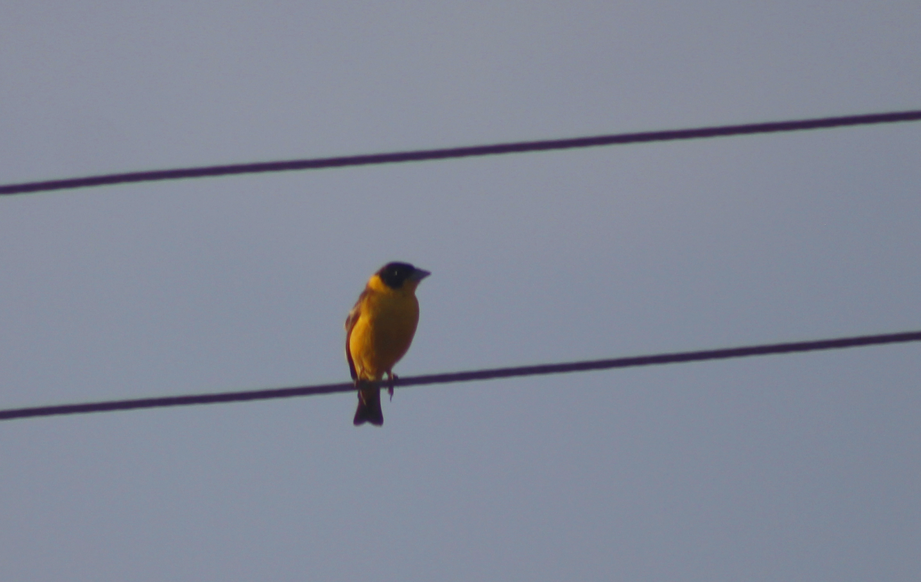 Black-headed Bunting